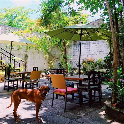 Sirena Morena Cancun Vegan restaurant outside dog