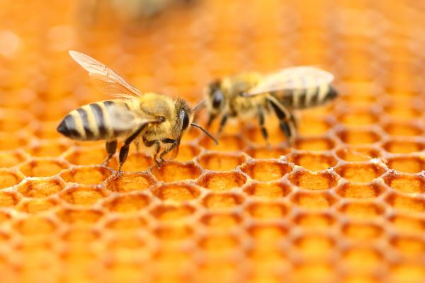 bees on honeycomb